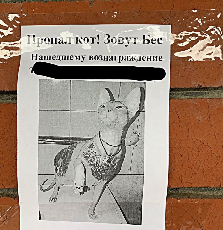 Katten Demon Katten Demon